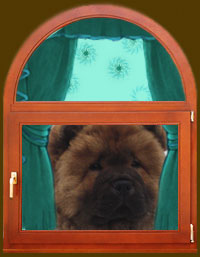 chow-chow Baby Boom