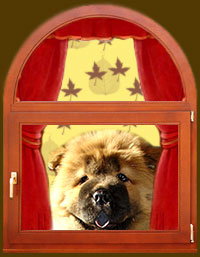 chow-chow Livy