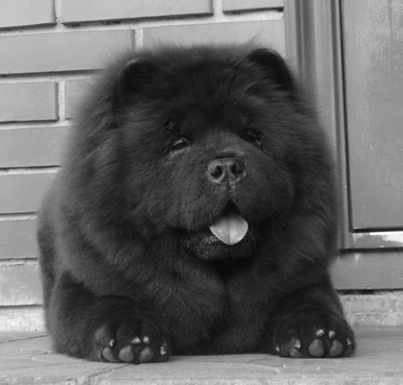 "Chow-Dalen" chow-chow. Chow-chow valley. Our dogs ...
