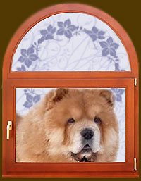 chow-chow Shon