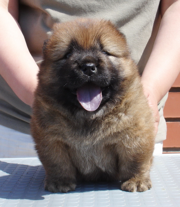 chow chow 1 month old