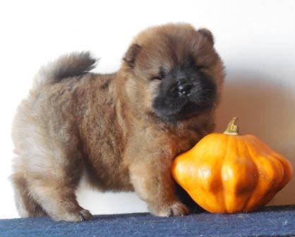chow chow 1 month old