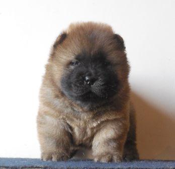 chow chow 1 month old