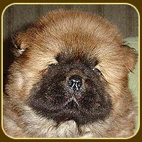 chow-chow puppy