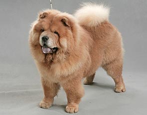 chow-chow Djulidail Tsai Shen