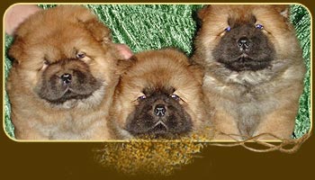 chow-chow puppies