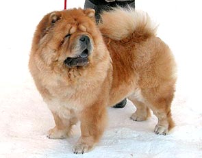 chow-chow Kapriz Zheni Vivien