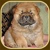 chow-chow puppy