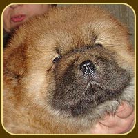 chow-chow puppy