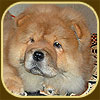 chow-chow puppy