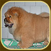 chow-chow puppy