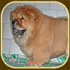 chow-chow puppy