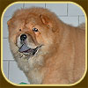 chow-chow puppy