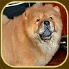 chow-chow puppy