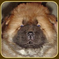 chow-chow puppy